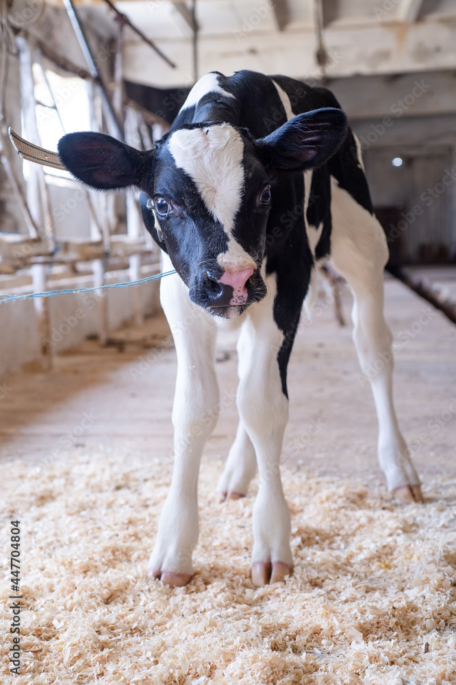 cute little calf standing in cow barn. nursery on a farm cute little calf standing in cow barn. nursery on a farm