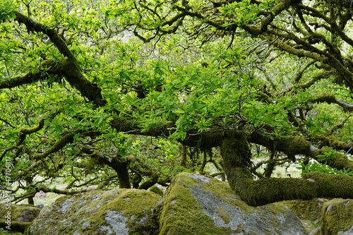 Twisted ancient oaks in Wistmans wood. The West Dart Valley. Dartmoor national park, Devon, England, UK photo