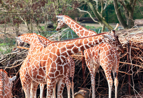 Group of Giraffes . Amazing animals in the savanna . Wild African herbivorous animals