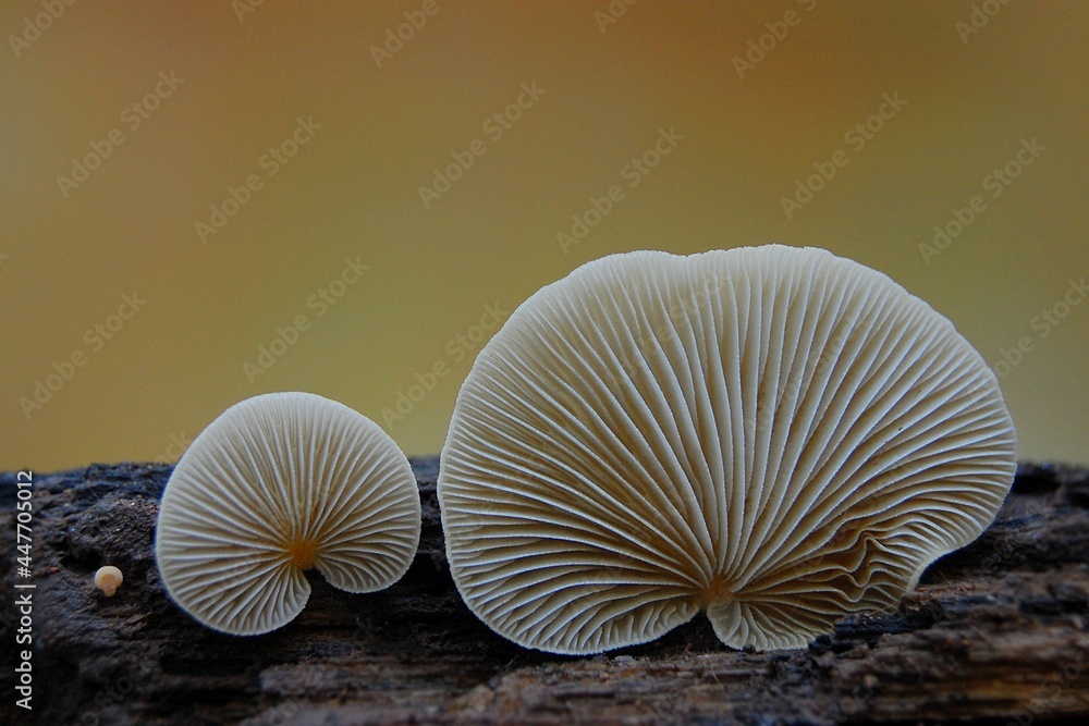 Close-up of mushrooms on an autumn-colored background Close-up of mushrooms on an autumn-colored background