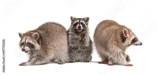 Three raccoons facing in a raw, isolated