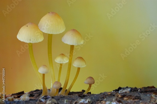 Close-up of a group of mushrooms against a background of shades of yellow.
