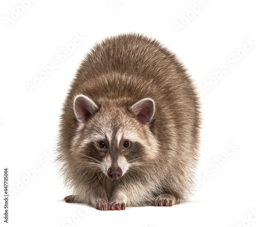 Red raccoon isolated standing in front