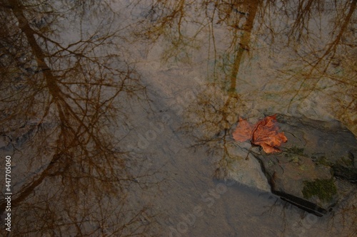 overhead of fallen leaf in stream, autumn concept