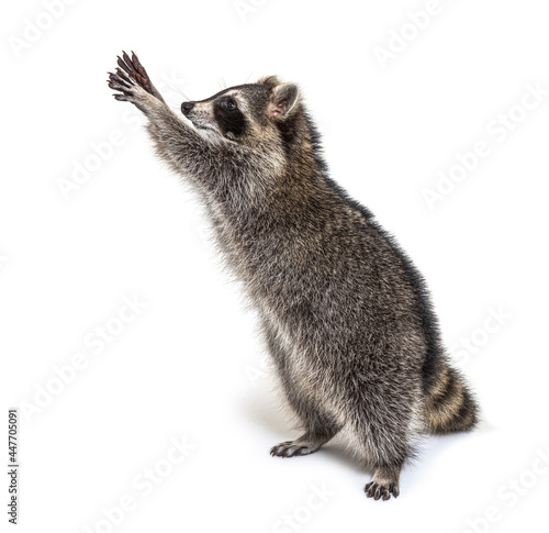 Racoon on hind legs, trying to reaching up, Curiosity