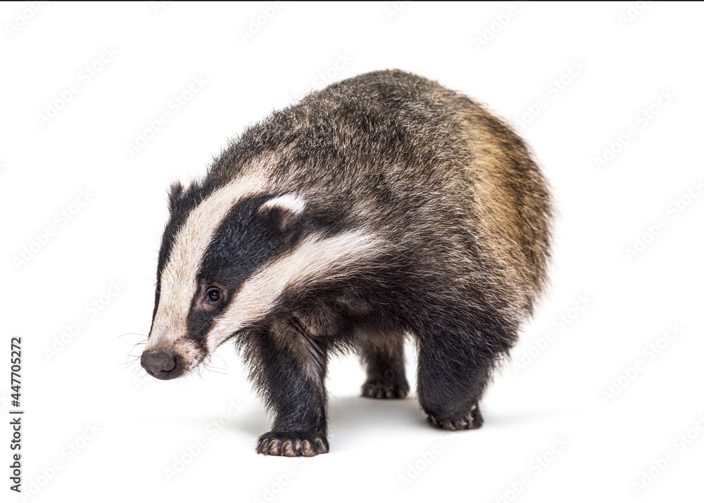 European badger walking towards the camera, six months old, isolated European badger walking towards the camera, six months old, isolated