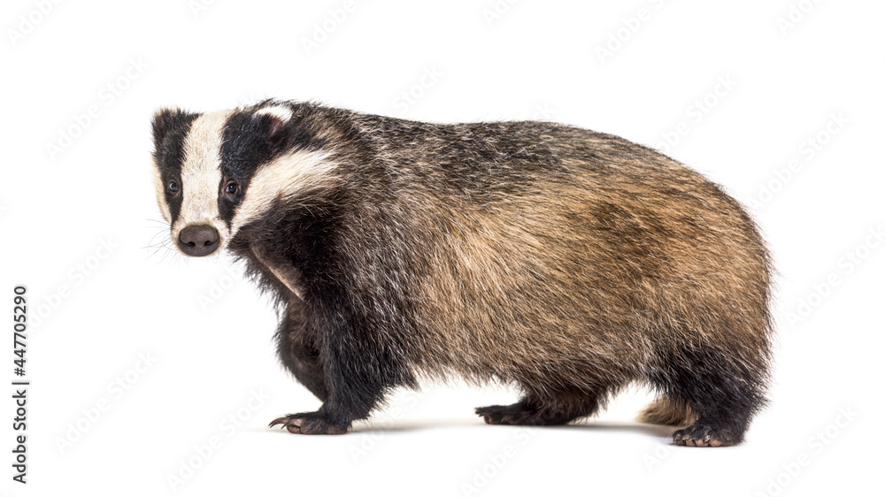 European badger, six months old, Walking side view and looking at camera European badger, six months old, Walking side view and looking at camera