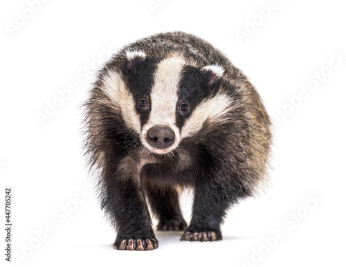 European badger walking towards the camera, six months old, isolated