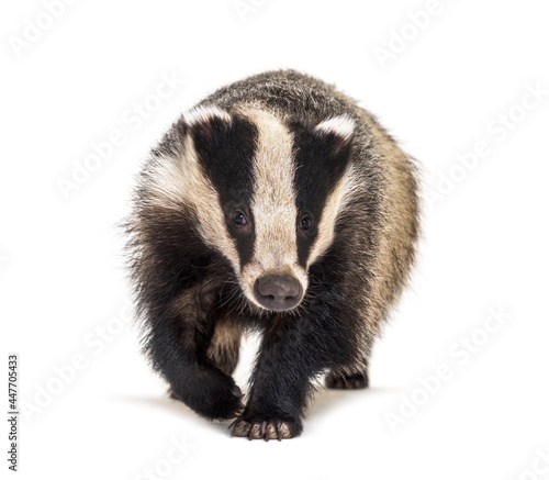 European badger walking towards the camera, six months old, isolated © Eric Isselée