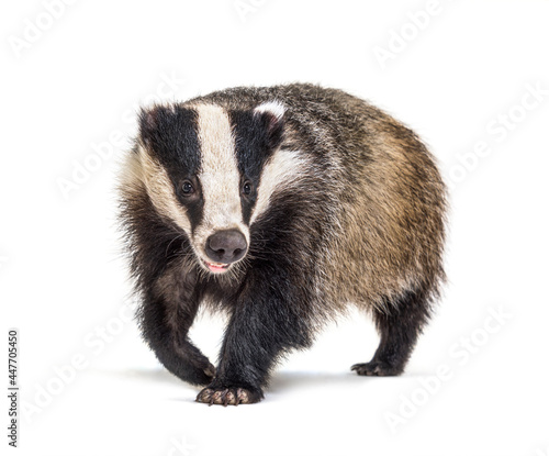 European badger walking towards the camera, six months old, isolated