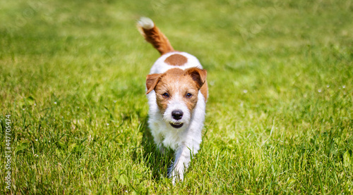 Smiling happy healthy pet dog puppy walking in the grass, web banner with copy space