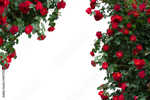 Fototapeta Naklejka Na Ścianę i Meble -  Blooming red rose bushes isolated on white