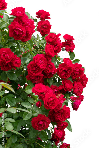 Fototapeta Naklejka Na Ścianę i Meble -  Blooming red rose bushes isolated on white