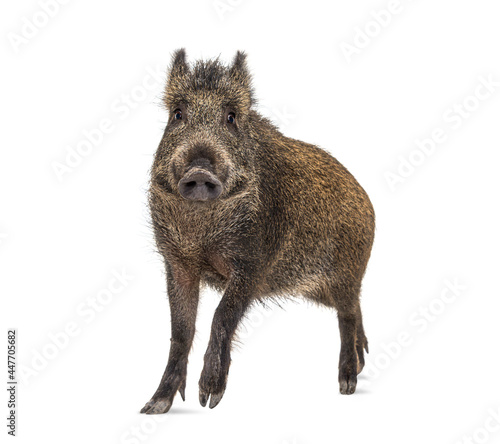 Foto Wild boar standing in front, isolated on white