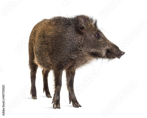 Standing Wild boar, isolated on white