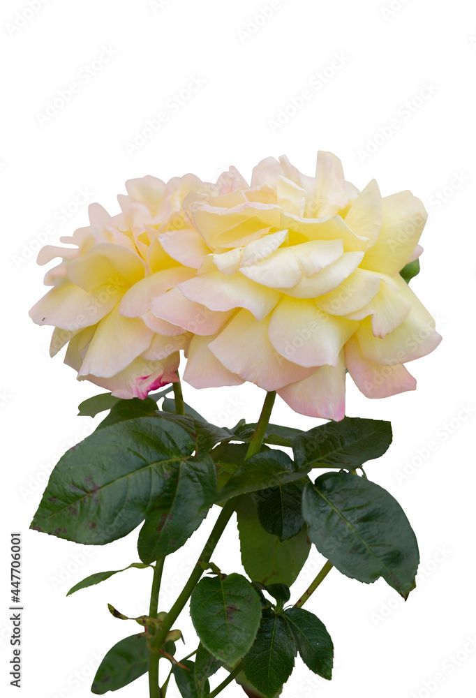 Blooming rose bushes isolated on white background Blooming rose bushes isolated on white background