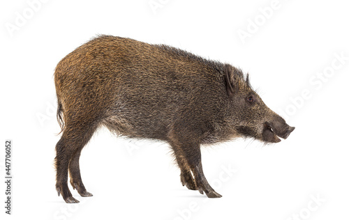 Side view, Profile, Wild boar, mouth open, isolated on white
