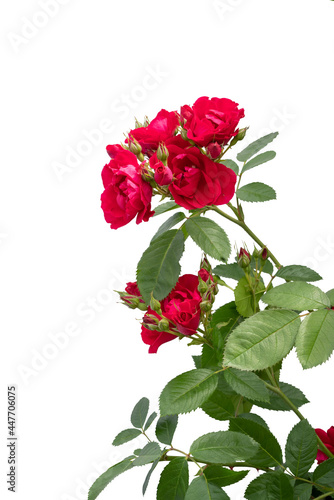 Blooming red rose bushes isolated on white