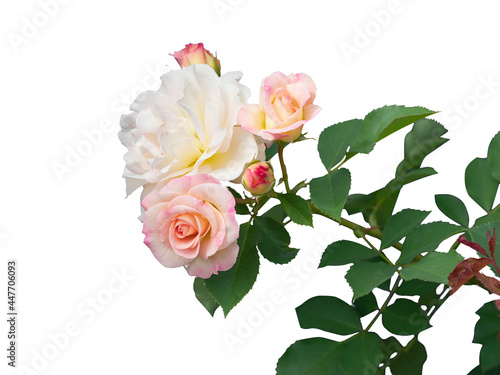 Blooming rose bushes isolated on white background © grape_vein