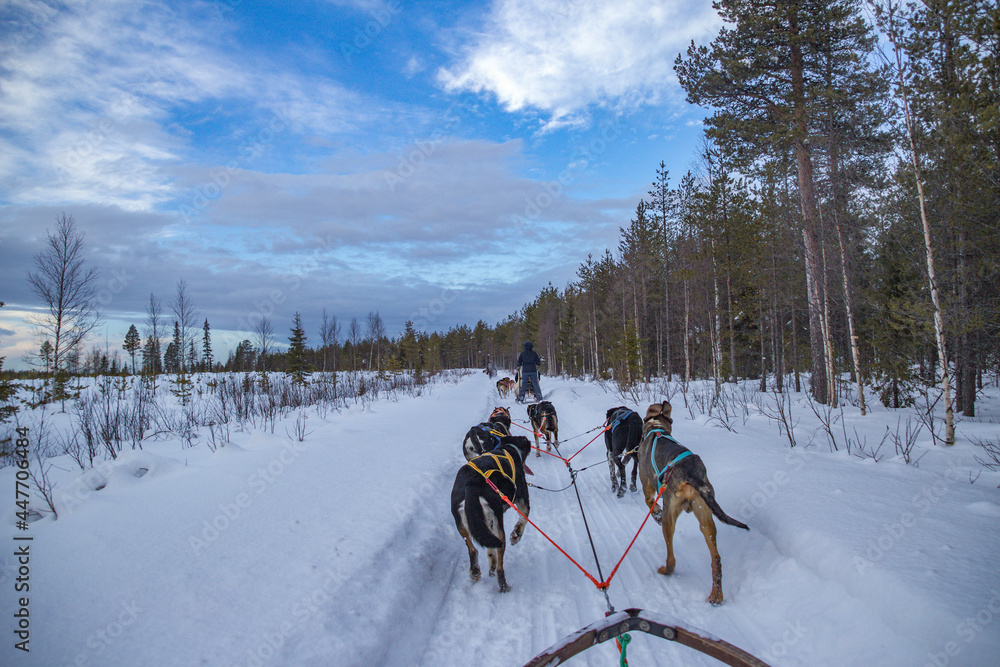 Hundeschlitten in Lappland