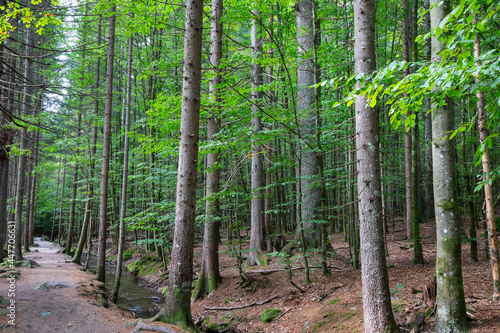 Junger Rotbuchenwald  Fagus  mit kleinem Bach  Bayerischer Wald  Bayern  Deutschland