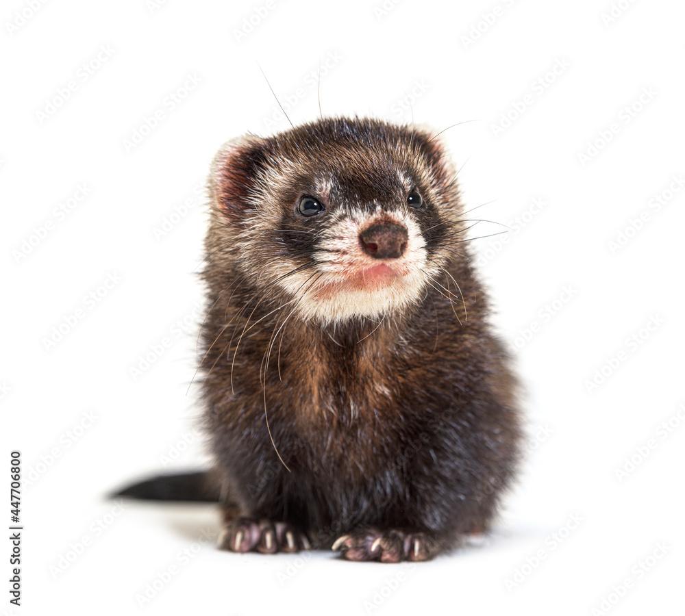 European polecat looking away, isolated, Wild ferret. European polecat looking away, isolated, Wild ferret.