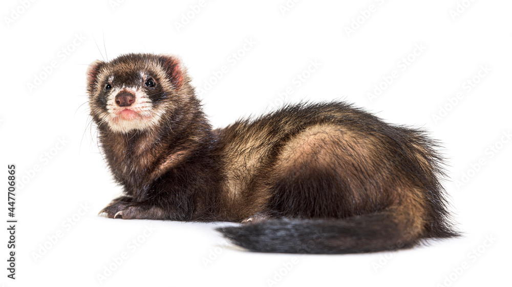 European polecat looking away, isolated, Wild ferret.