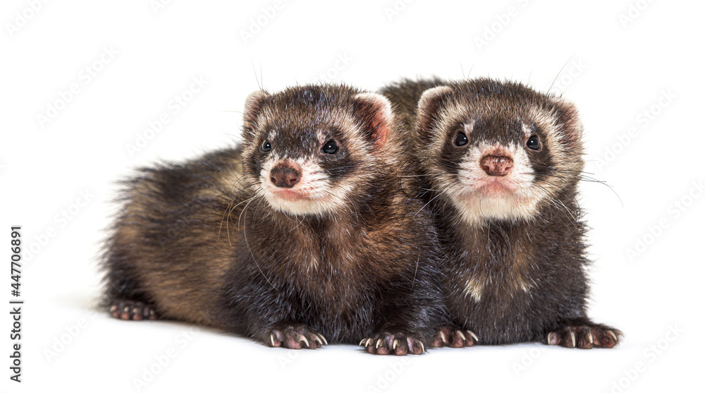 Two European polecats, looking away, isolated, Wild ferrets. Two European polecats, looking away, isolated, Wild ferrets.
