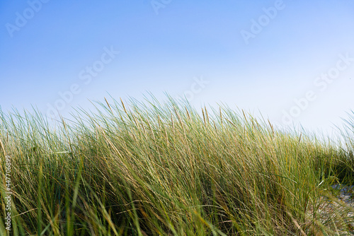 Dune with beach grass in the foreground.