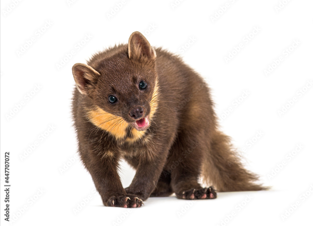 Front view of a Pine marten panting, isolated on white Front view of a Pine marten panting, isolated on white