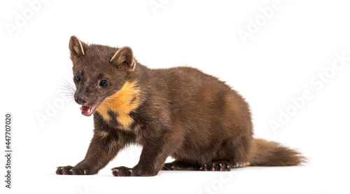 Pine marten, isolated on white photo