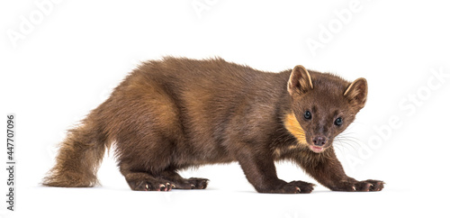 Pine marten, isolated on white photo