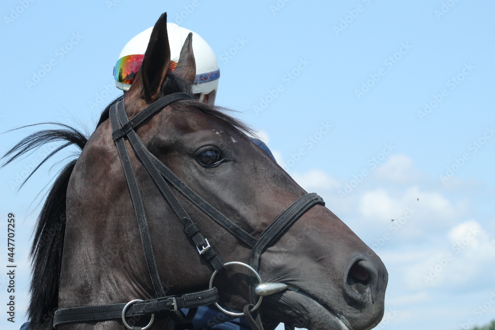 Obraz premium racehorse head