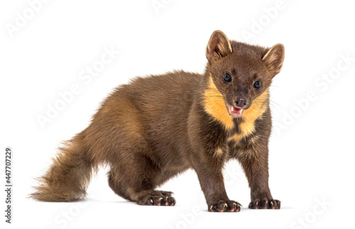Pine marten standing, isolated on white
