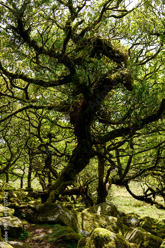 Twisted ancient oaks in Wistmans wood. The West Dart Valley. Dartmoor national park, Devon, England, UK