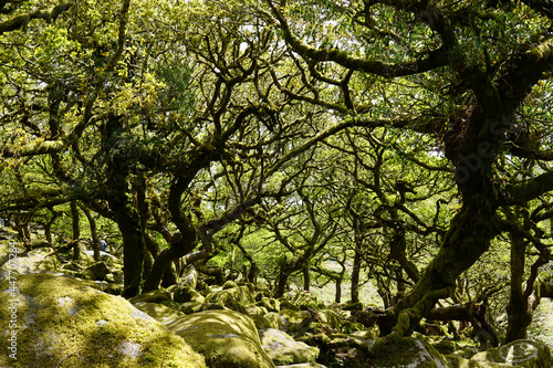 Twisted ancient oaks in Wistmans wood. The West Dart Valley. Dartmoor national park, Devon, England, UK photo
