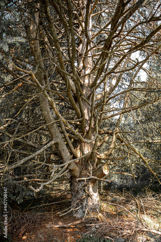 abgestorbener Baum mit besonderen Verästelungen photo