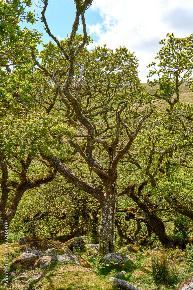 Twisted ancient oaks in Wistmans wood. The West Dart Valley. Dartmoor national park, Devon, England, UK Twisted ancient oaks in Wistmans wood. The West Dart Valley. Dartmoor national park, Devon, England, UK