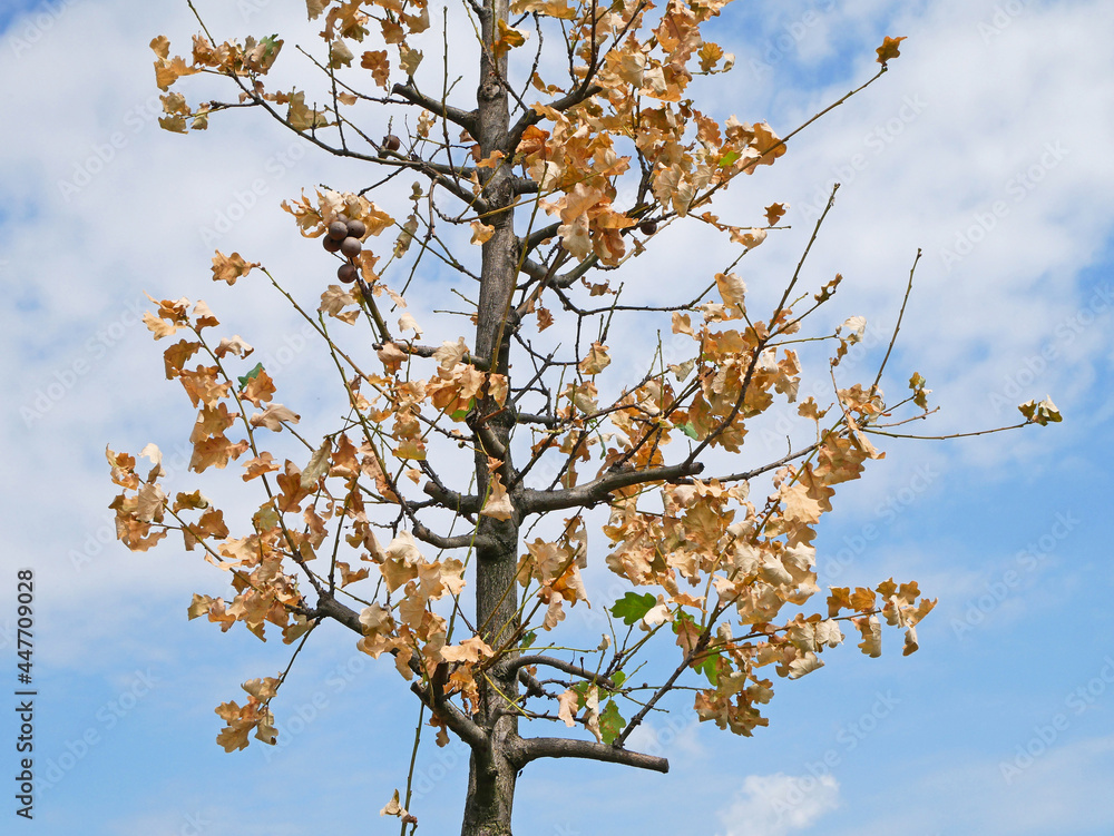 Dry leaves on the tree in summer time Dry leaves on the tree in summer time