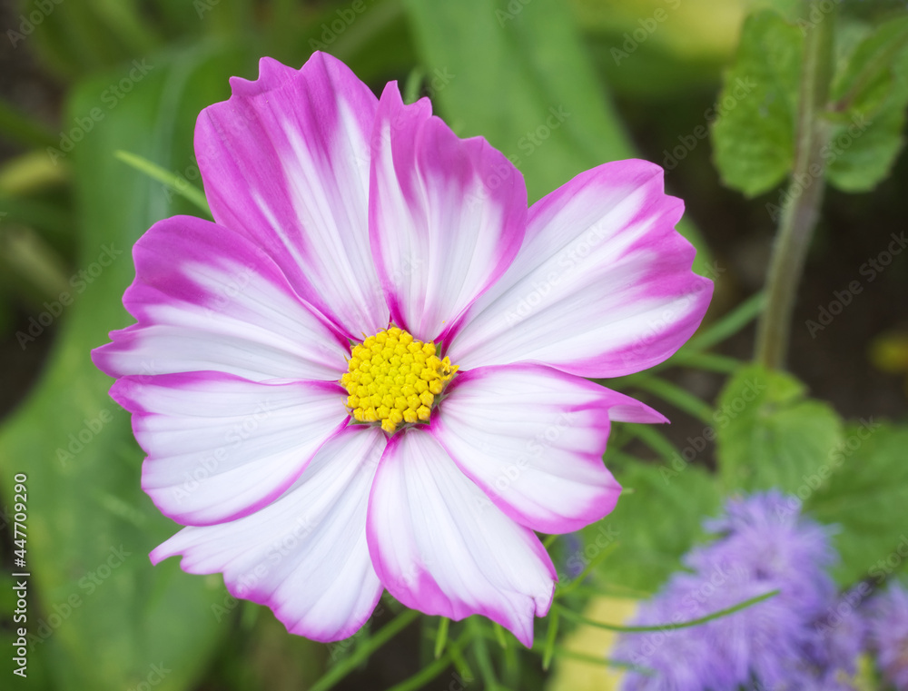 Cosmos bipinnatus, also known as garden cosmos, closeup of the white blossom with purple petal edges and yellow center. Flat lay view, with green background. Cosmos bipinnatus, also known as garden cosmos, closeup of the white blossom with purple petal edges and yellow center. Flat lay view, with green background.