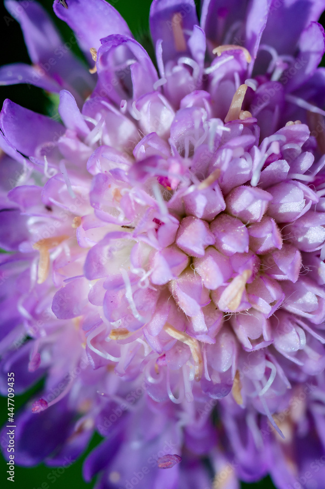 Purple flower. Postcard with a violet flower. Lilac flower close-up.