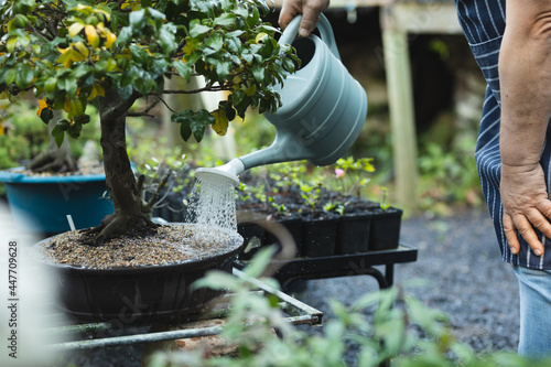 Hands of caucasian male gardener watering bonsai tree at garden centre photo