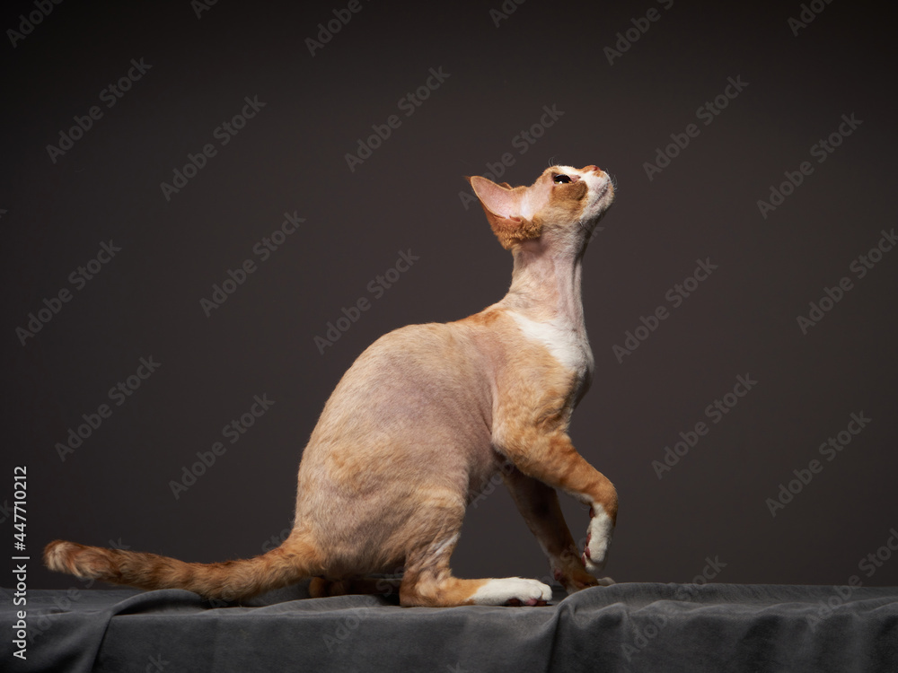 red kitten on a grey background. Devon Rex cat