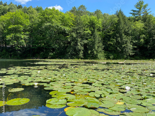 water lilies in the lake