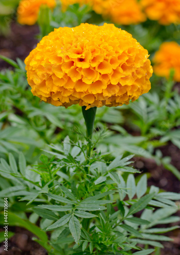 Fototapeta Naklejka Na Ścianę i Meble -  Marigold or Tagetes flower in bloom