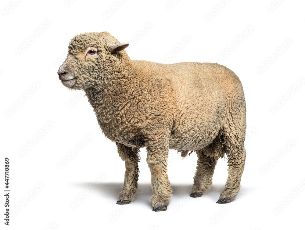 Fototapeta premium Southdown sheep, Babydoll, smiling sheep