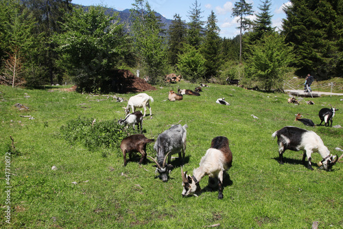 A goat herd in the Alps mountains, Germany
