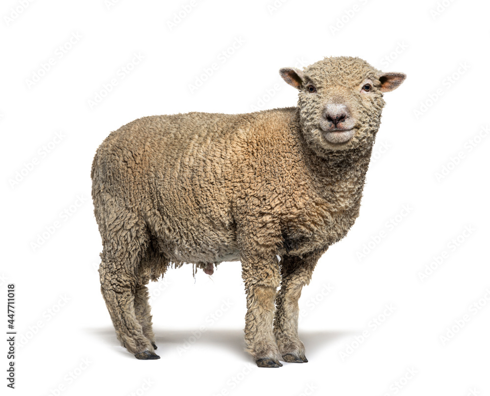 Southdown sheep, Babydoll, smiling sheep, isolated on white Southdown sheep, Babydoll, smiling sheep, isolated on white