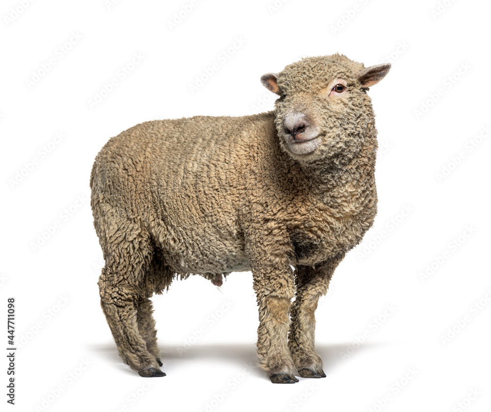 Fototapeta premium Southdown sheep, Babydoll, smiling sheep, isolated on white