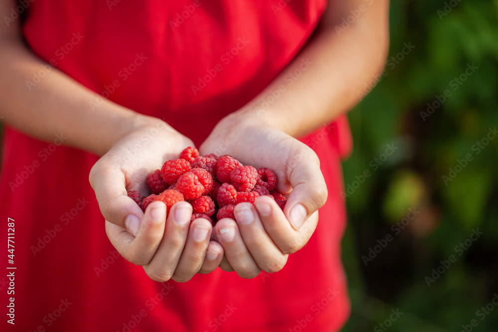 Children's hands holds a handful of fresh raspberries ready to eat on a summer day. Healthy eating. Children's hands holds a handful of fresh raspberries ready to eat on a summer day. Healthy eating.
